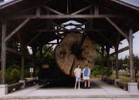 log pavillion