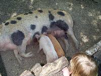 Jordan and piglets