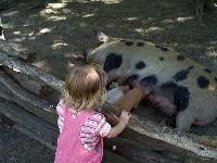 Jordan watching piglets eat