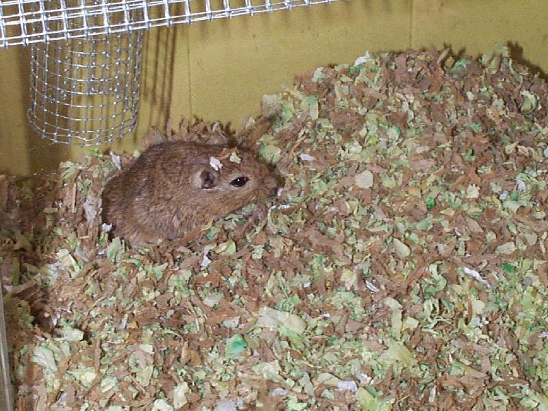 Gerbils - Bea
