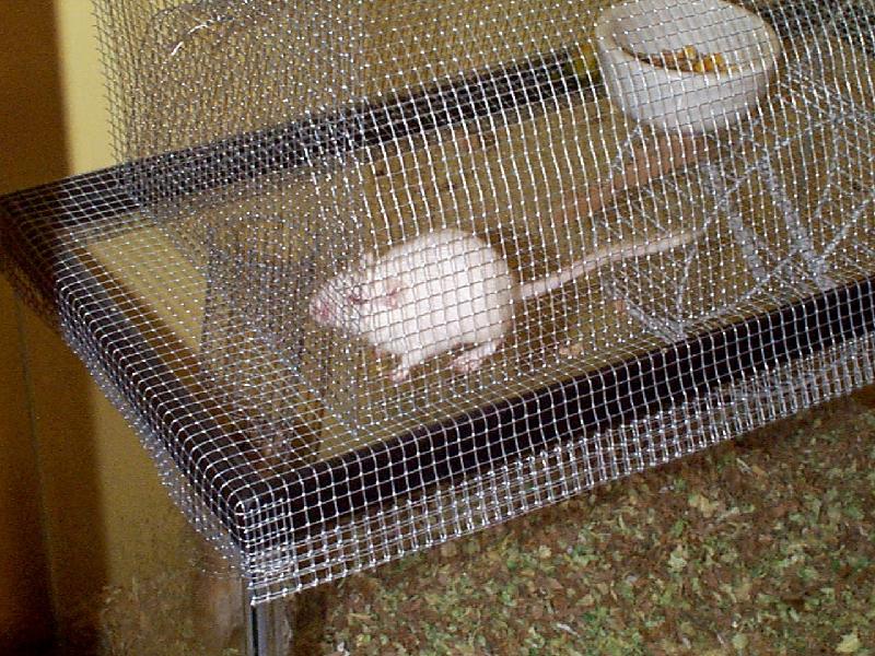Gerbils - Cady