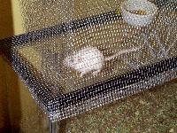 Gerbils - Cady