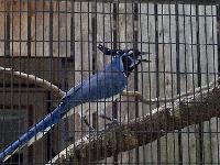 Big ol blue bird