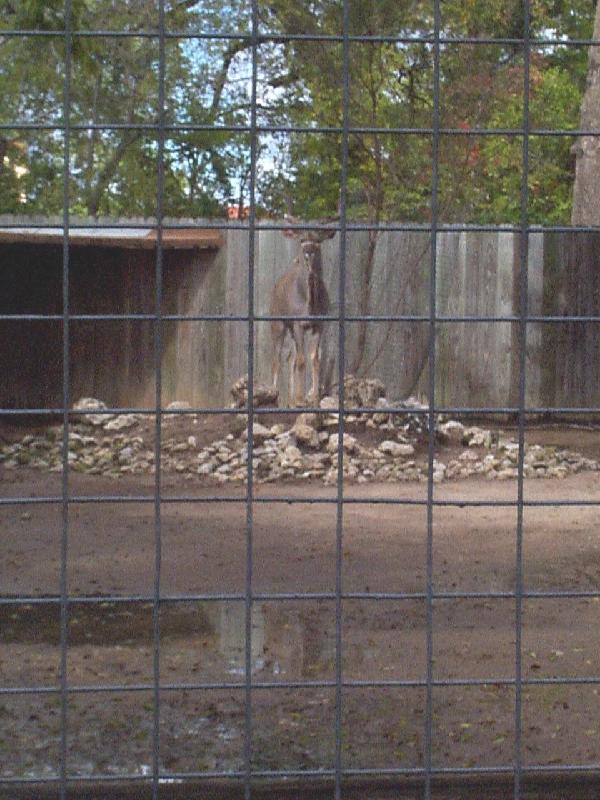 Post-Thanksgiving trip to the Houston Zoo - Greater Udu