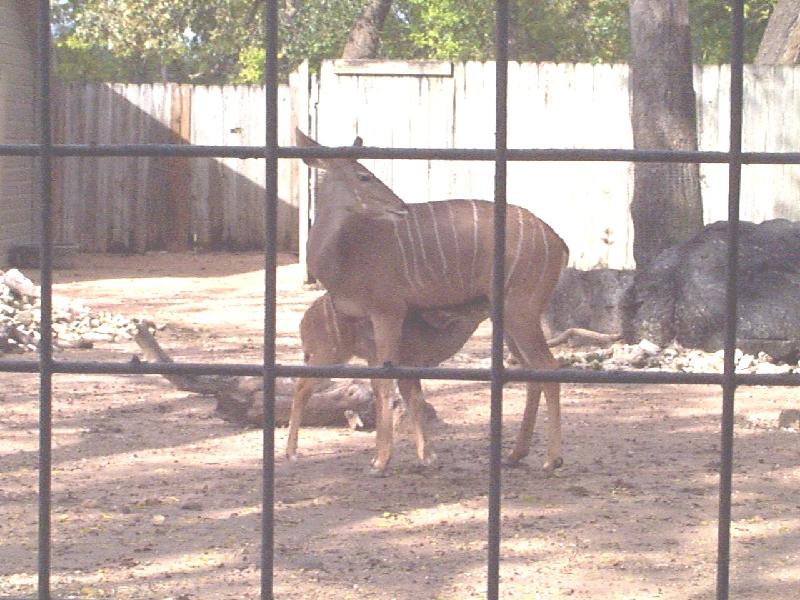mama and baby