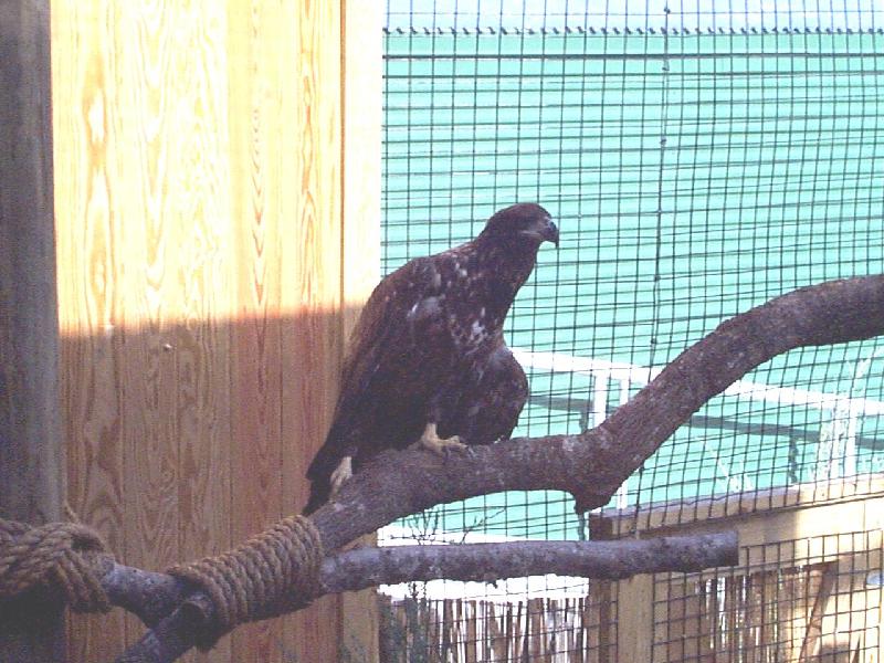a real eagle