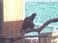 a real eagle