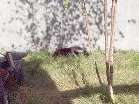 the otters