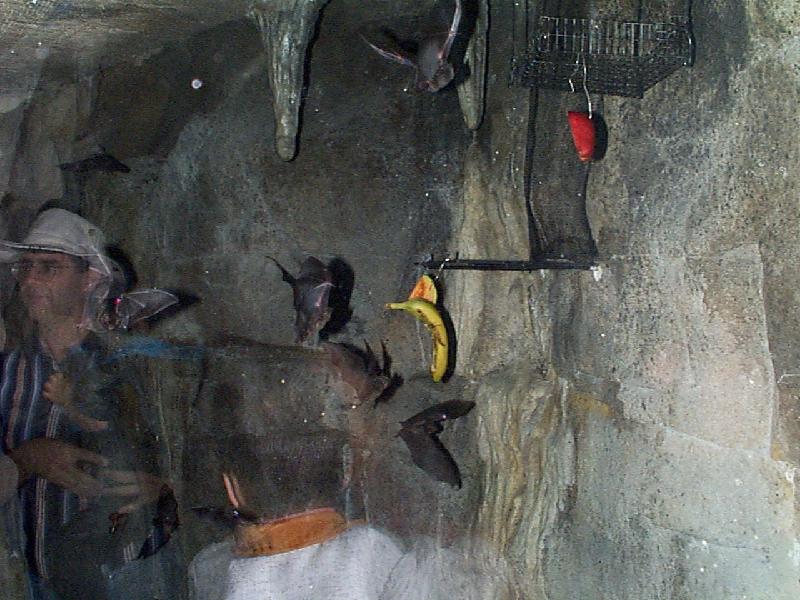 the bat exhibit was very cool