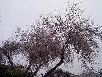 the next morning, a Winter Wonderland