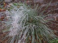 Ice coated grass