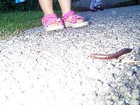 we saw lots of critters!