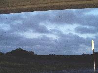 cliff swallows at dusk
