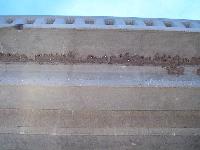 cliff swallow nests