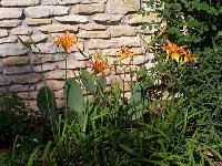 daylillies