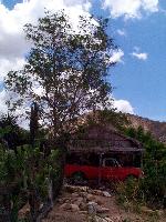Her truck, more garden