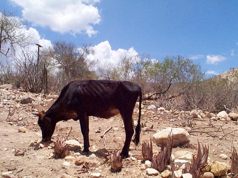 Most of the cows we saw looked like this one