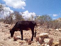 Most of the cows we saw looked like this one