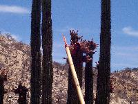 spearing them with a bamboo stick