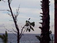 tiny hummingbird