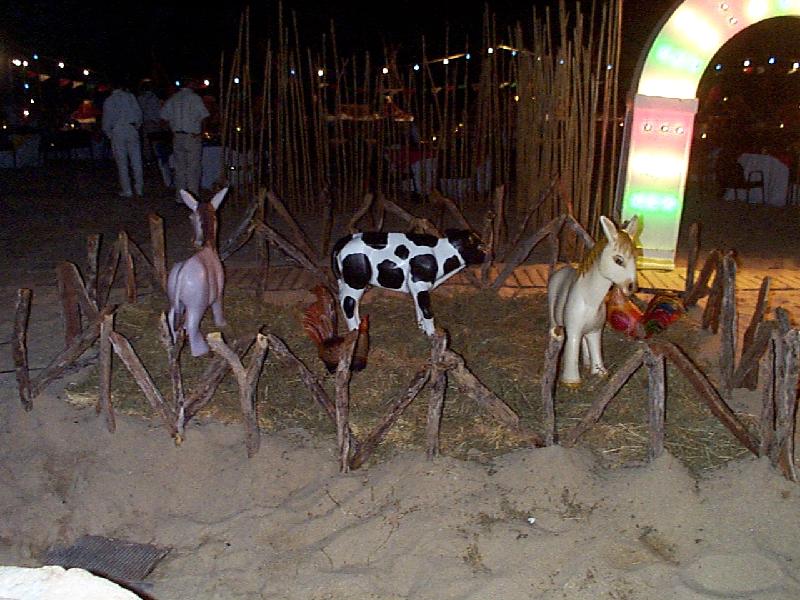 why cows -who knows