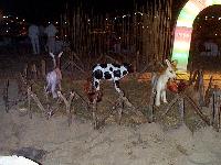 why cows -who knows