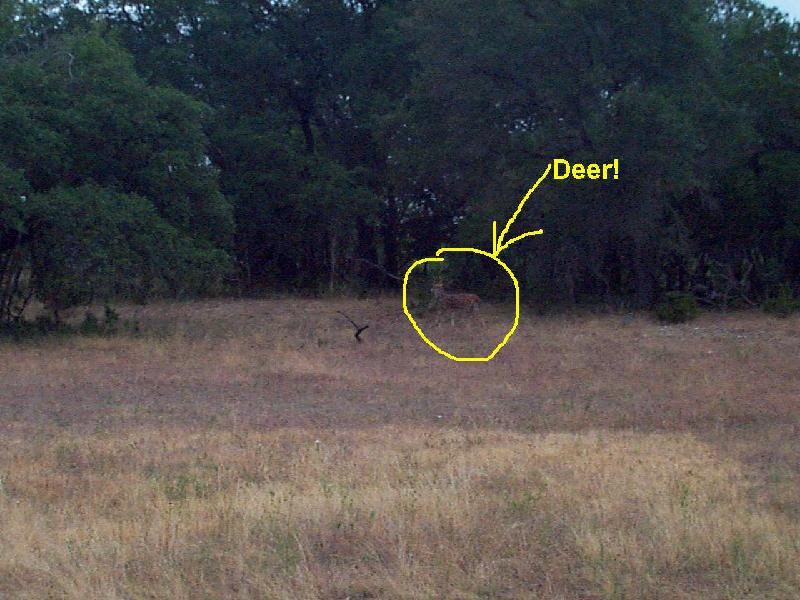 Look! An Axis deer!