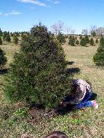 Julie cut down the tree