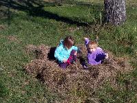 building a nest with grass