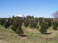 a beautiful day out on the tree farm