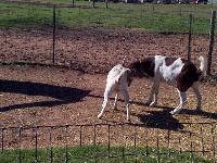 goats butting heads