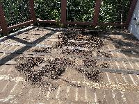 Sweeping up all the debris. It was a lot! 