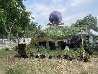 More Plant Camp daytime