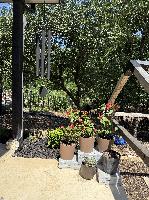 Lovely plants at the entrance 