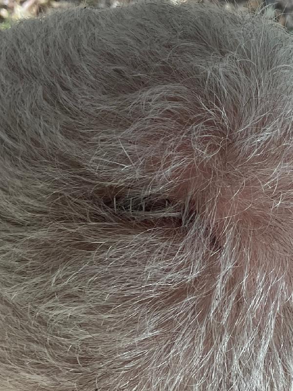 Three days later, healing up nicely. 