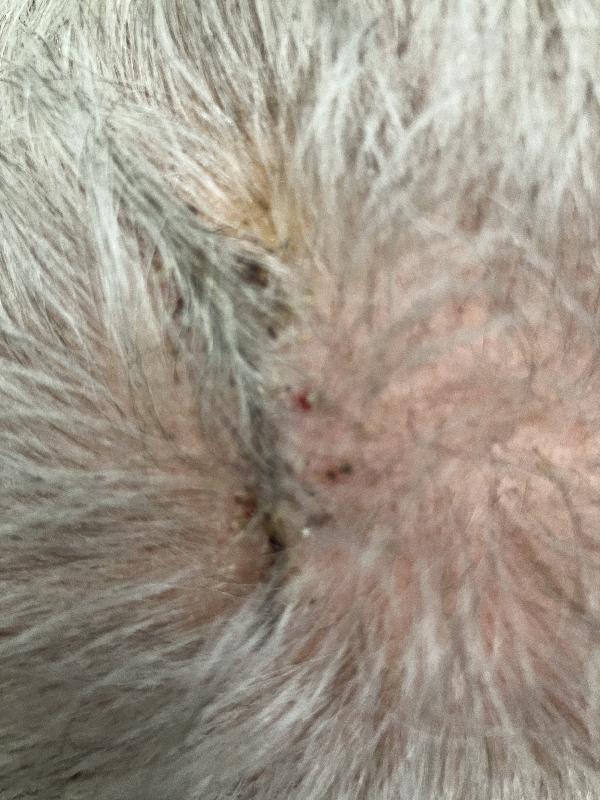 My scalp after the removal. 