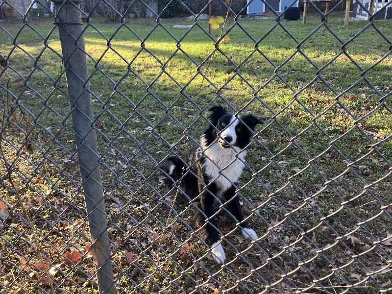 Winston, the border collie that lives next door.  