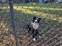 Winston, the border collie that lives next door.  