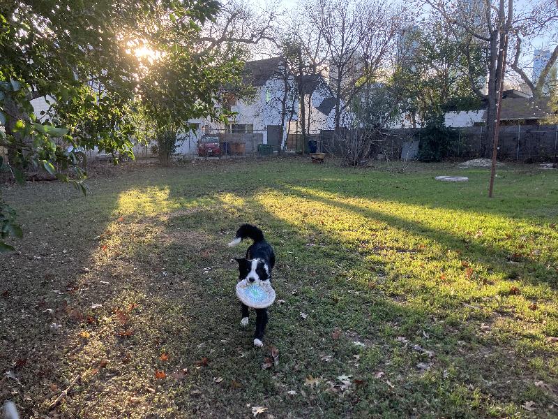 This is Winston, who lives next door. He LOVES Frisbees and sticks.