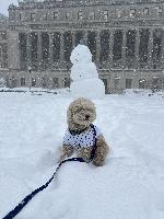 Louis in the blizzard 